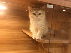 -猫十亿·布偶金渐层·曼基康矮脚猫舍(青年路店)