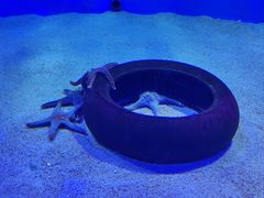 -太平洋海底世界