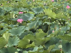 -敕勒川草原文化旅游区