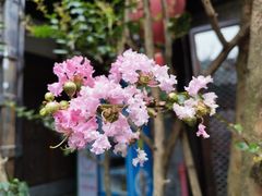 -三只耳火锅(宽窄巷子店)
