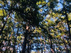 -黑龙江省森林植物园