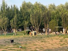 -爪吧宠物乐园 (温榆河示范区店)