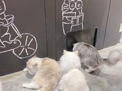 -瞄一喵猫咖(格力海岸店)