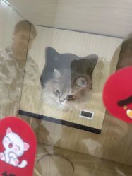 点击看大图 -柚子•猫美睫美甲