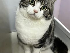 -山宅一喵德文卷毛猫舍