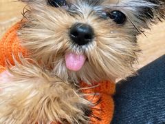 -宠爱多约克夏马尔济斯泰迪小型犬专卖