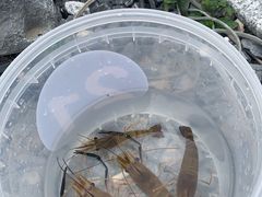-DGE季风钓虾营地·团建·聚会