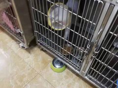 -A猫a狗全科·犬猫异宠·芥西宠物医院(南开总院)
