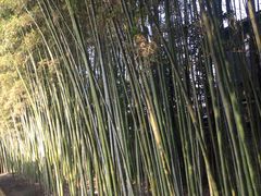 -上海市龙华烈士陵园