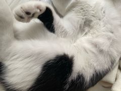 -四月宠物医院·猫专科·心脏专科·内科(转塘店)