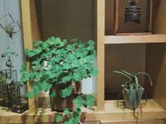 -柴务处·柴犬主题狗咖