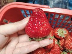 -胜丰草莓采摘园