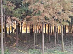 -合肥滨湖国家森林公园