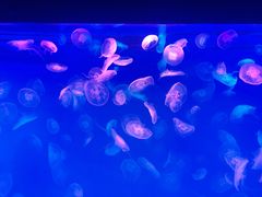 -多彩贵州城极地海洋世界