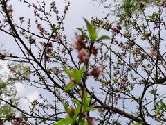 -新虹桥中心花园