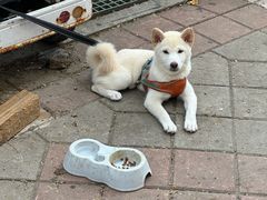 -吴记老店全牛汤