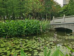 -映月湖公园