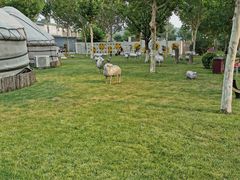 -九十九顶毡房(阜石路店)