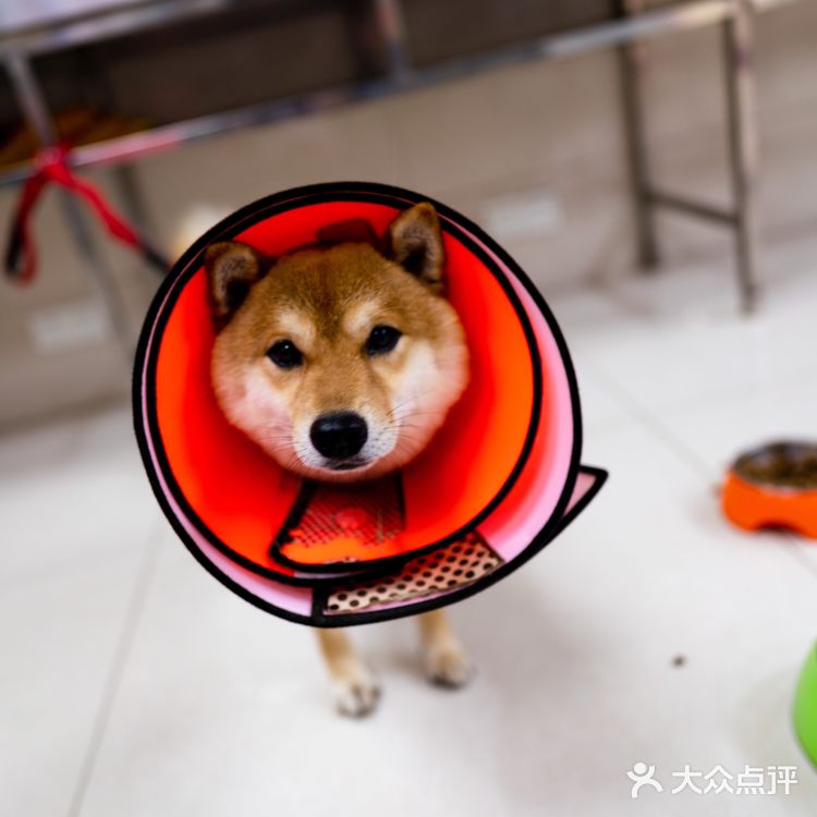 苏州探店｜24H 宠物医院🏥