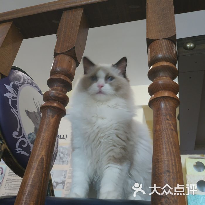 small bell布偶猫咖图片-北京甜品饮品-大众点评网