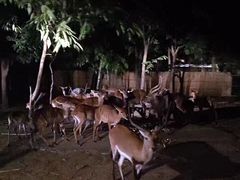 -清迈夜间动物园
