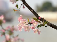 -枫桥景区