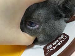 -嘉馨宠物医院·CT影像转诊·心脏科·犬猫全科诊疗中心(下沙大学城院区)