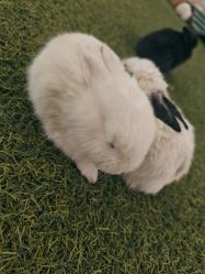 -萌宠亲子动物乐园(槐房万达店)