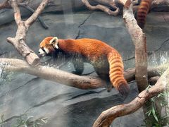 -武汉动物园