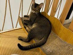 -柴迷FANS CLUB·柴犬狗咖·猫咖