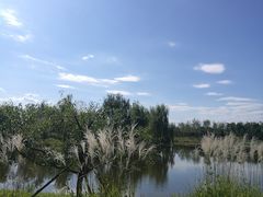 -东郊湿地公园