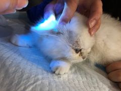 -飞行喵MR PILOT|猫舍·猫咖(静安大融城店)