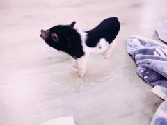 -浣熊柯尔鸭土拨鼠·电玩咖