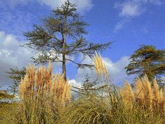 -上海共青森林公园