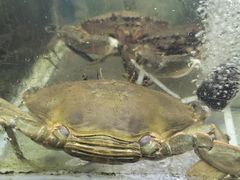 -阳江餐厅·30年老字号·粤菜海鲜大排档