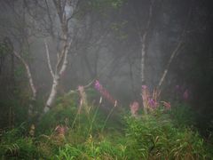 -白草畔自然风景区