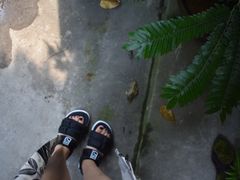 -植觉