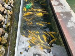 水产区-京北渔家傲