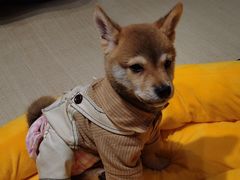 -逗柴咖啡屋·狗咖猫咖宠物桌游
