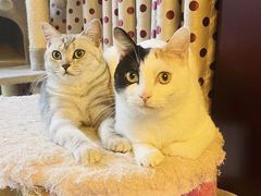-纳吉亚猫专科动物诊疗中心(蒋宅口分院)