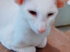 -飞行喵MR PILOT|猫舍·猫咖(静安大融城店)