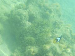 -东姑阿都拉曼海洋公园
