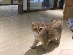 -momokira米努特·德文卷毛猫·棉花面纱犬