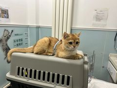 -纳吉亚猫专科动物医院·北北分院