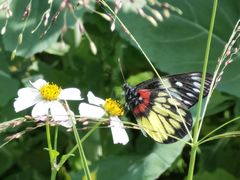 -光明小镇欢乐田园