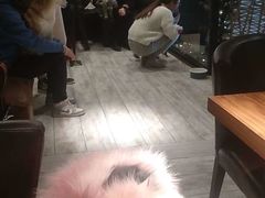 -百好乐宠物友好餐厅(朝外大街店)