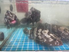 -金海湾海鲜排档(朱家尖店)