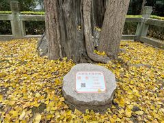 -上海佘山国家森林公园天马山园