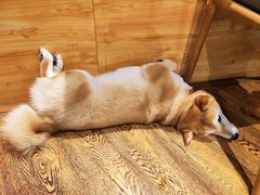 -柴务处·柴犬主题狗咖