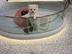 -momokira米努特·德文卷毛猫·棉花面纱犬